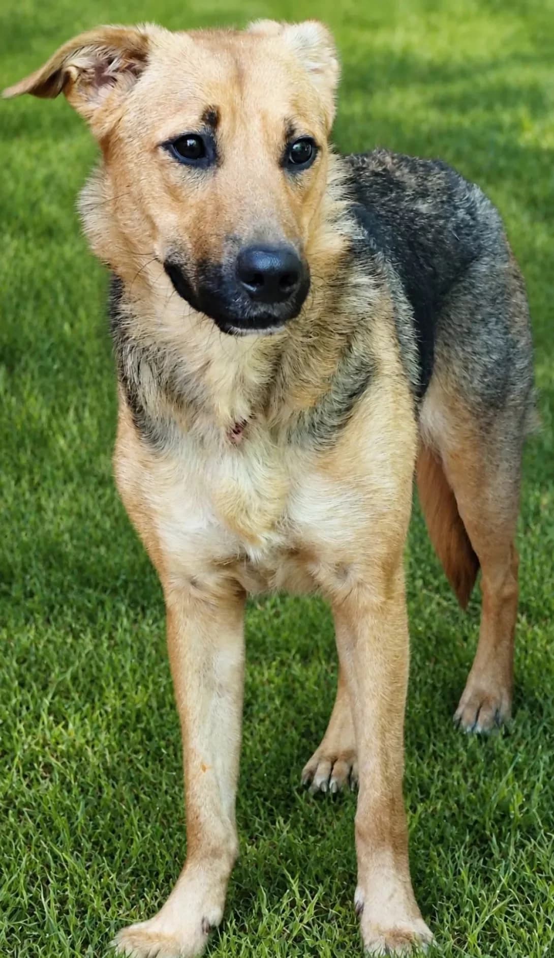 Dala (Дала), female young Mixed Breed for adoption at Happy Paw Vinnytsia Oblast