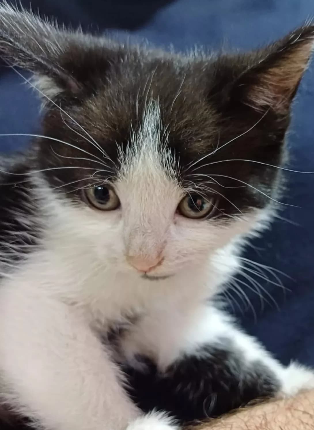 Koshenya (Кошеня), female puppy Mixed Breed for adoption at Happy Paw Vinnytsia Oblast