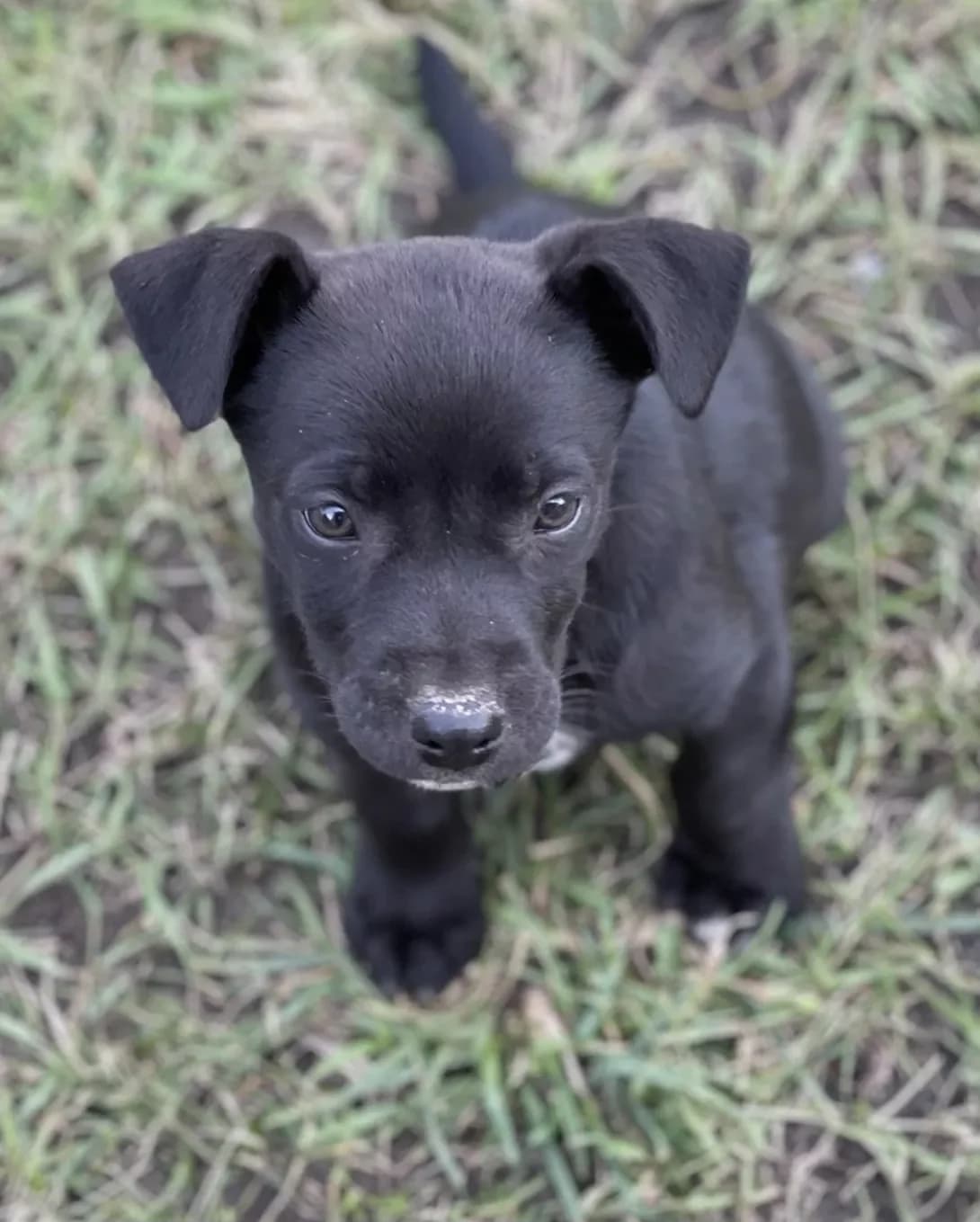 Dvoroviy pesik (Дворовий песик), male puppy Mixed Breed for adoption at Happy Paw Volyn Oblast