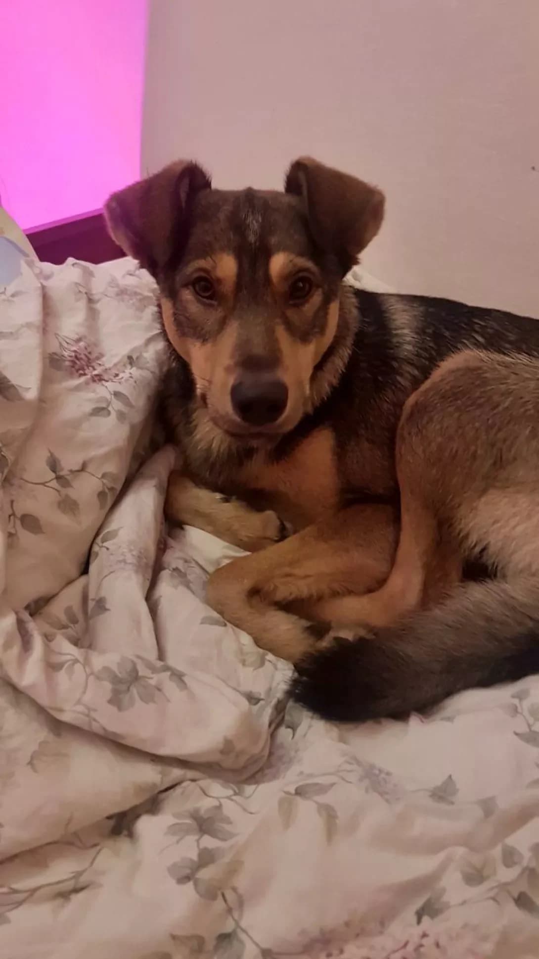 Basti (Бастi), male 4yo Mixed Breed for adoption at Happy Paw Volyn Oblast