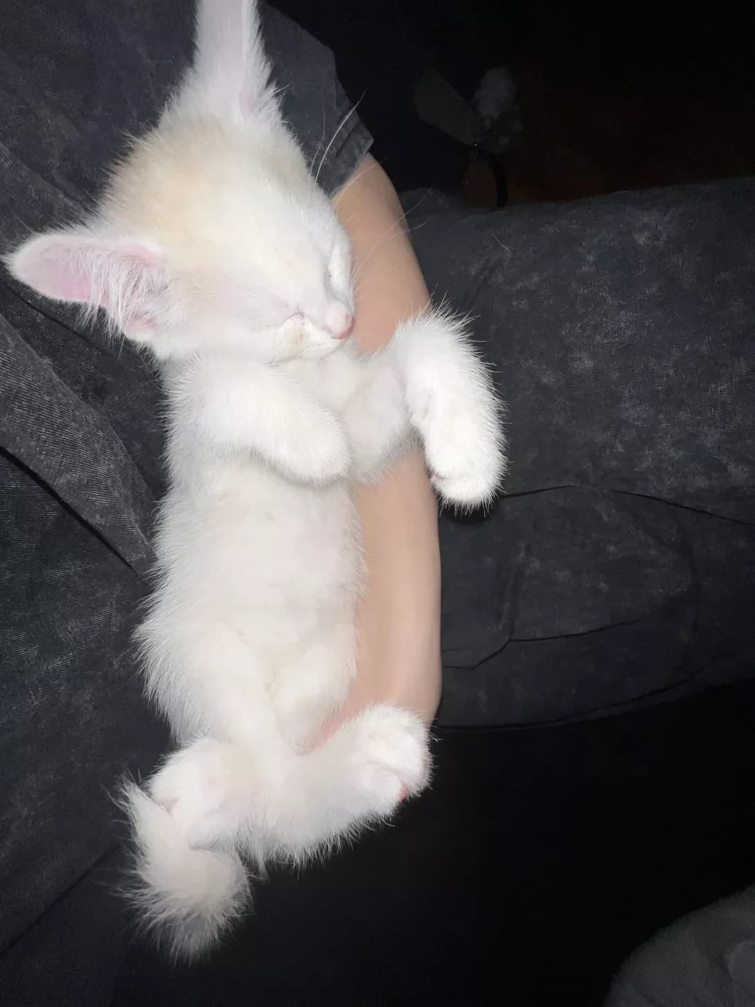 Miya (Мія), female puppy Mixed Breed for adoption at Happy Paw Zakarpattia Oblast