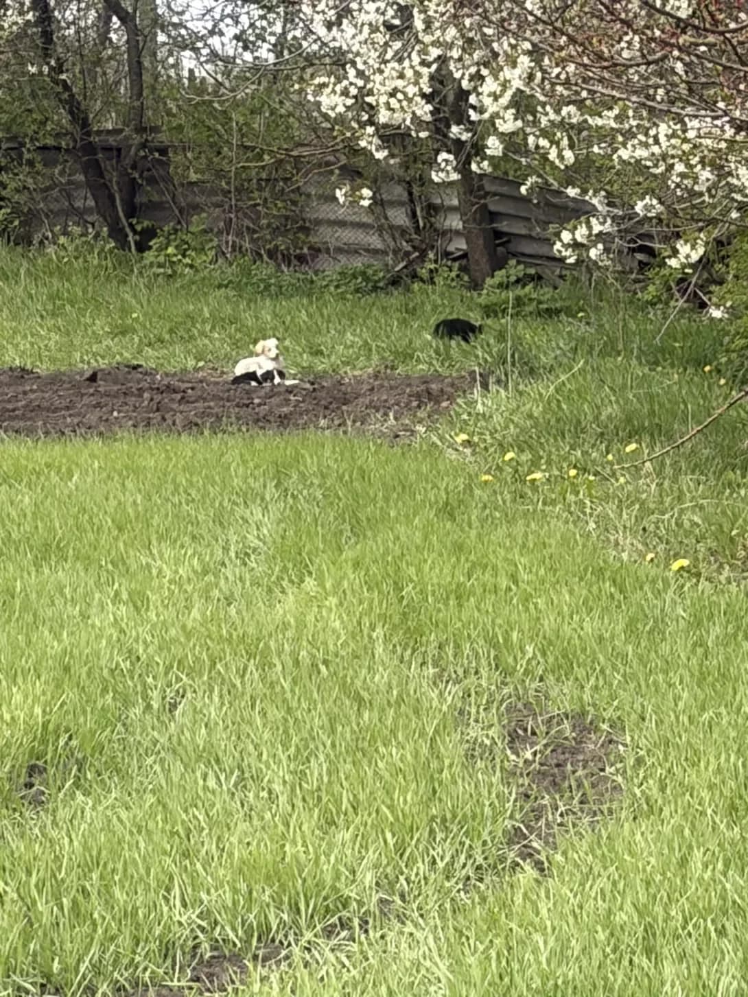 Nevidomo (Невідомо), female Mixed Breed for adoption at Happy Paw Zhytomyr Oblast