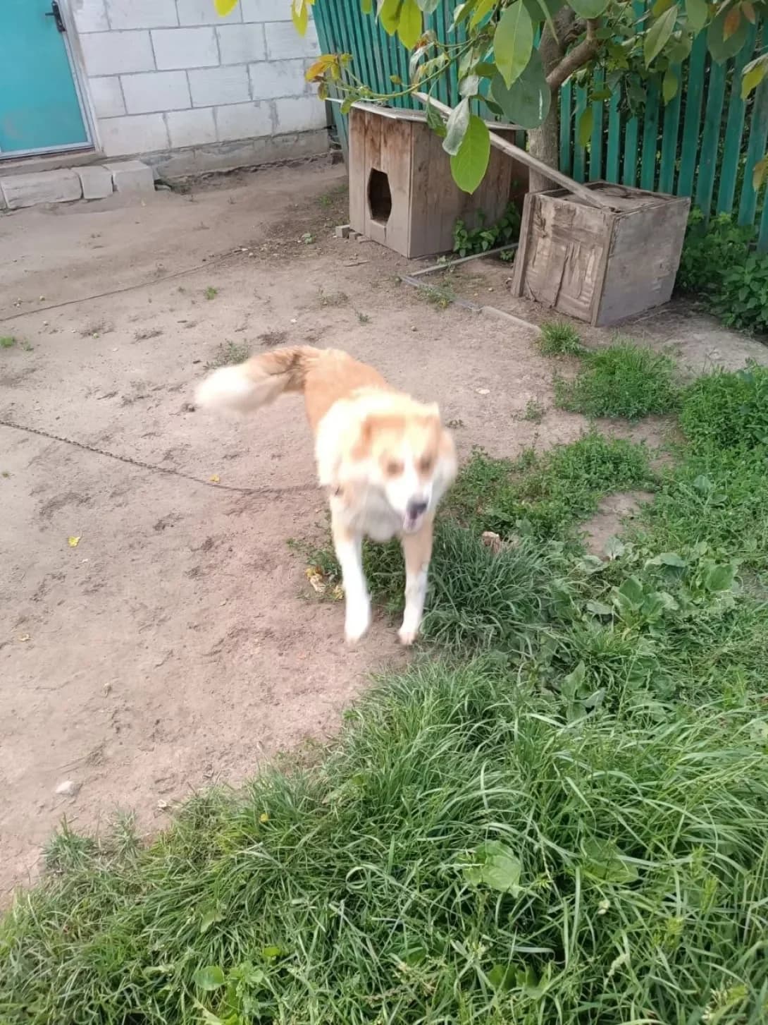 Bim (Бім), male 3yo Mixed Breed for adoption at Happy Paw Zhytomyr Oblast