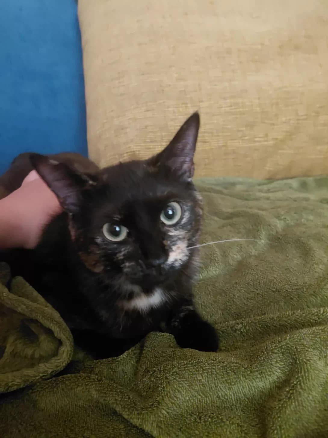 Nevidomo (Невідомо), female puppy Mixed Breed for adoption at Happy Paw Zhytomyr Oblast