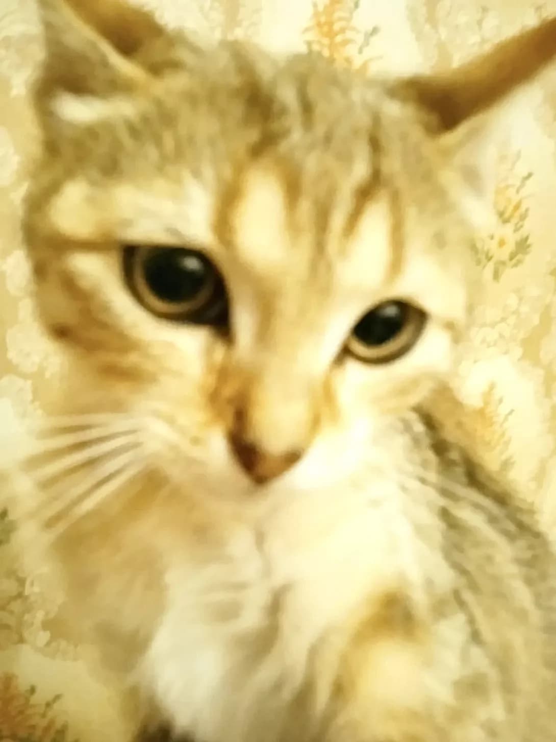 Nemaye shte (Немає ще), female Mixed Breed for adoption at Happy Paw Zhytomyr Oblast