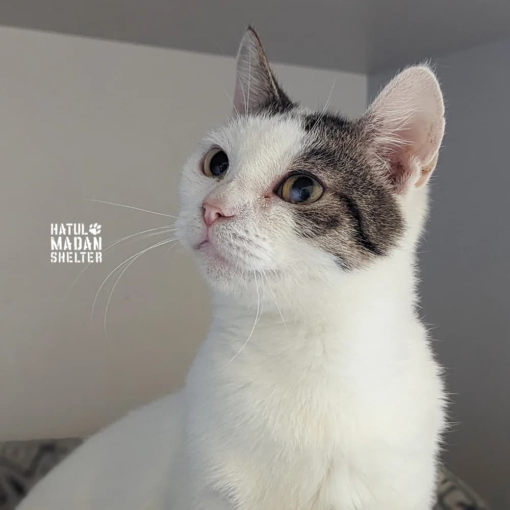 Anabel (Анабель),  Mixed Breed for adoption at Hatul Madan Animal Shelter
