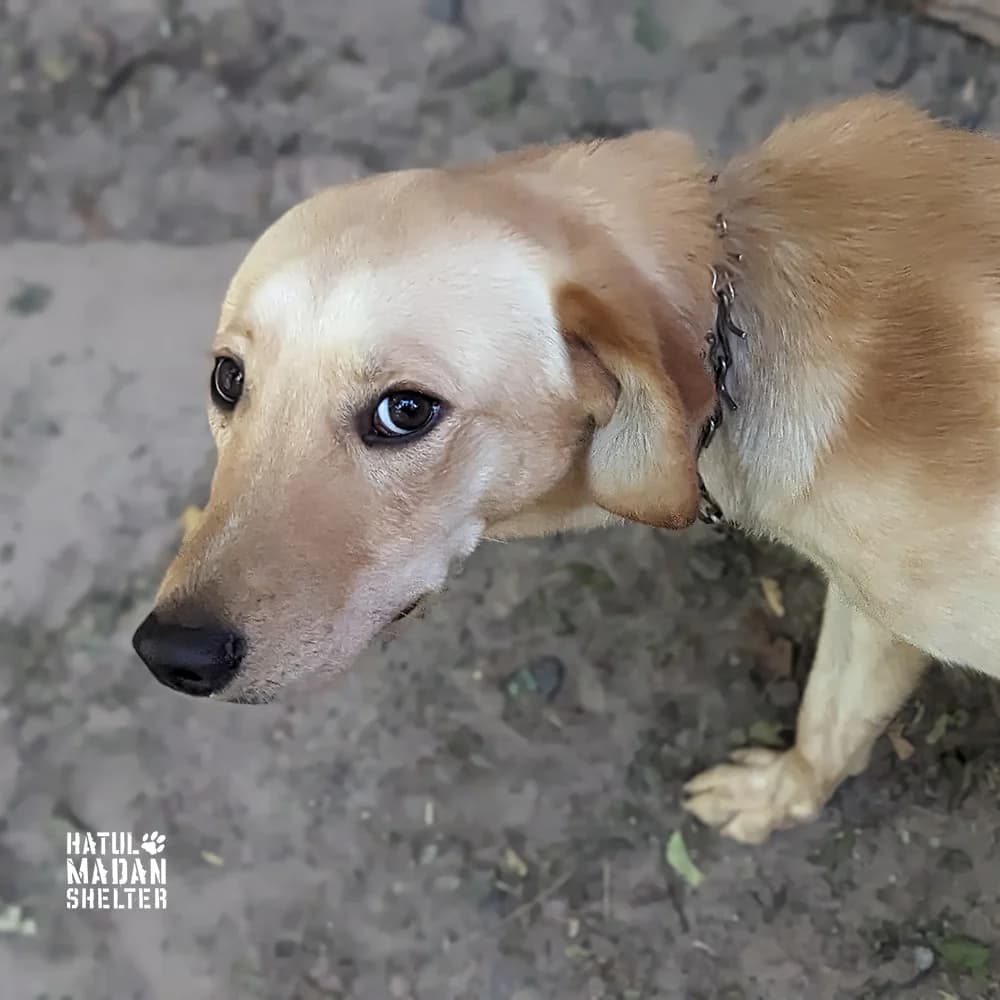 Sobaka Barankin, 1 rik (Собака Баранкін, 1 рік),  Mixed Breed for adoption at Hatul Madan Animal Shelter