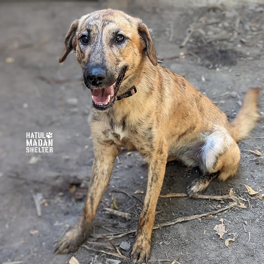 Sobaka Bryussi, 1 rik 1 misyats (Собака Брюссі, 1 рік 1 місяць),  Mixed Breed for adoption at Hatul Madan Animal Shelter