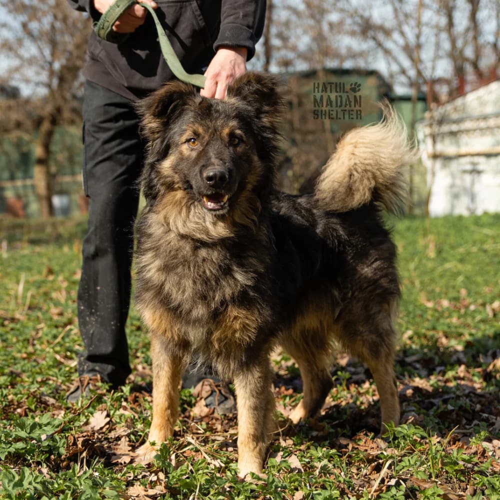 Sobaka Chip, 6 rokiv (Собака Чіп, 6 років),  Mixed Breed for adoption at Hatul Madan Animal Shelter