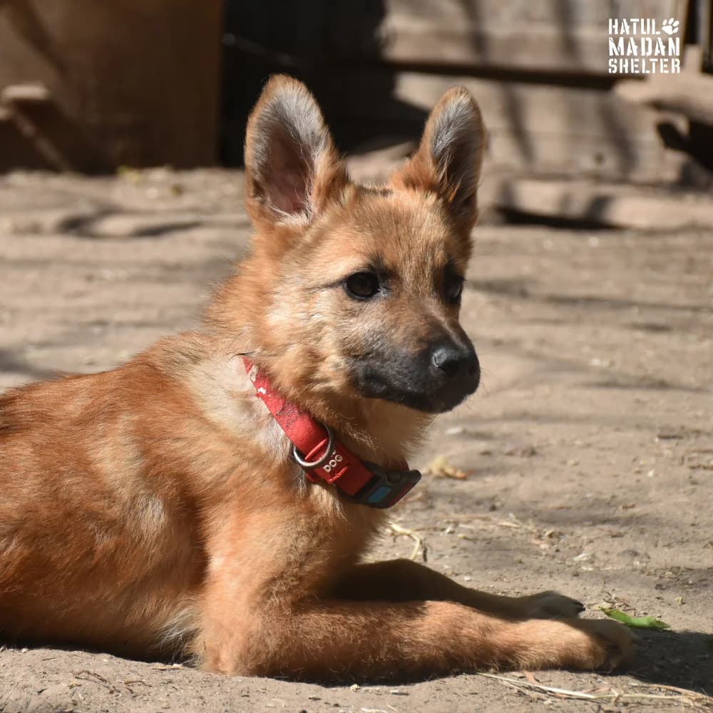 Darina (Дарина),  Mixed Breed for adoption at Hatul Madan Animal Shelter