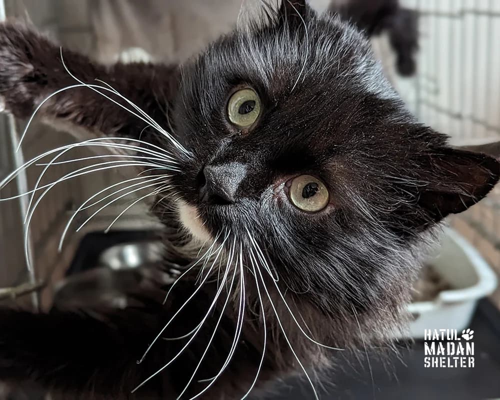 Demetriy (Деметрій), male 6yo Mixed Breed for adoption at Hatul Madan Animal Shelter