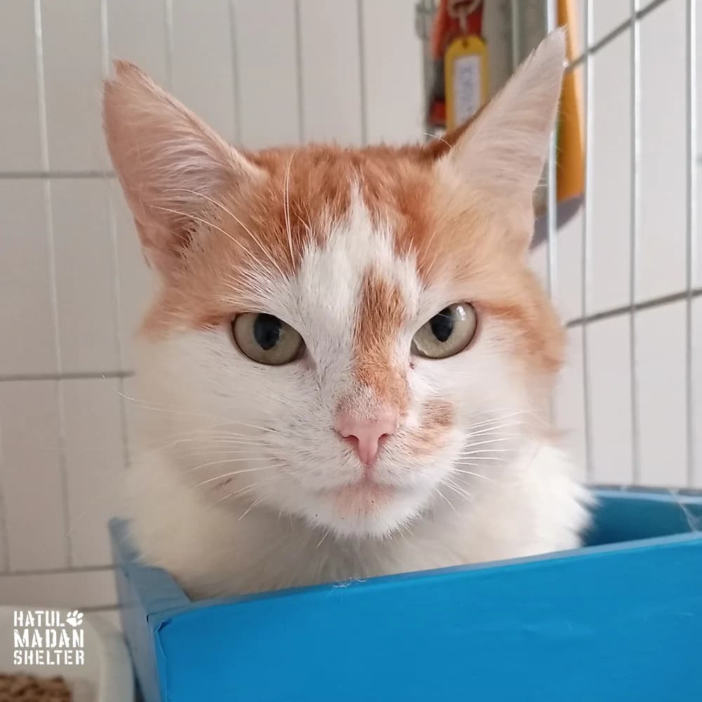 Kuraga (Курага),  Mixed Breed for adoption at Hatul Madan Animal Shelter