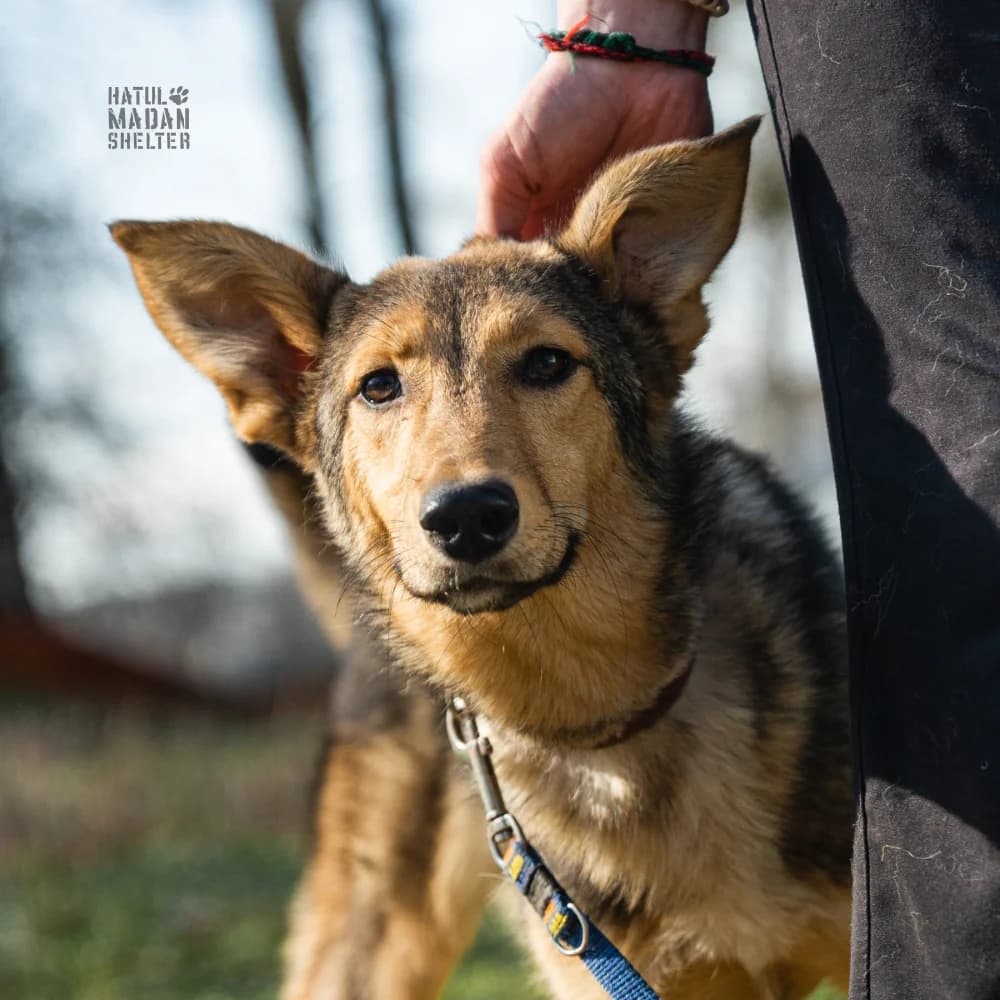 Sobaka Meybl, 11 misyatsiv (Собака Мейбл, 11 місяців),  Mixed Breed for adoption at Hatul Madan Animal Shelter