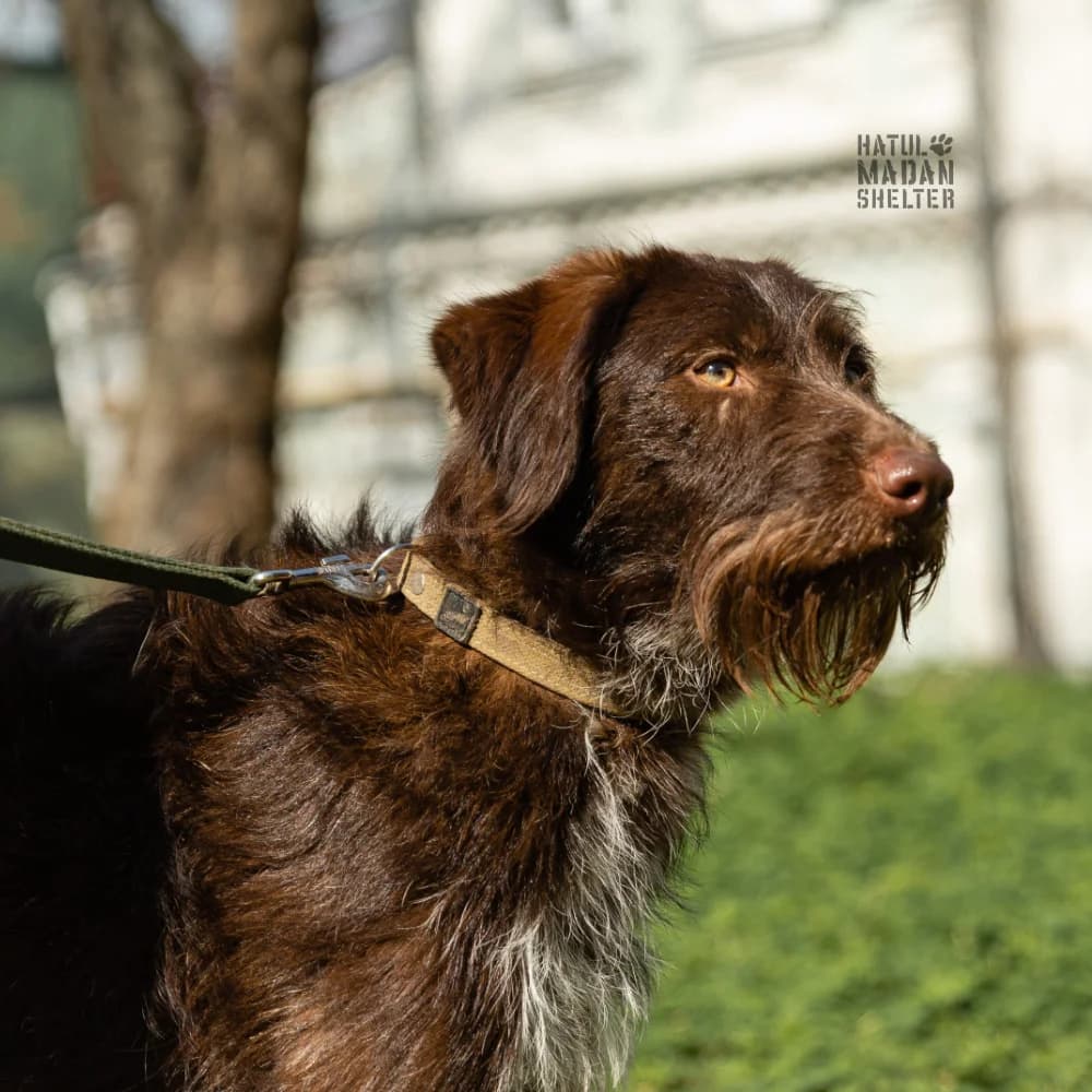 Sobaka Muaddib, 1.5 roki (Собака Муаддіб, 1.5 роки),  Mixed Breed for adoption at Hatul Madan Animal Shelter