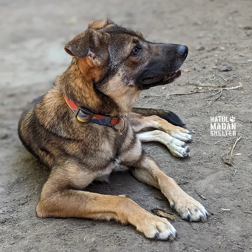 Sobaka Pensi, 1 rik 10 misyatsiv (Собака Пенсі, 1 рік 10 місяців),  Mixed Breed for adoption at Hatul Madan Animal Shelter