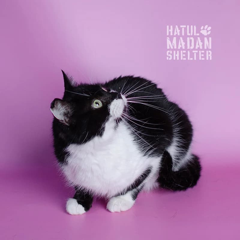 Payper (Пайпер),  Mixed Breed for adoption at Hatul Madan Animal Shelter