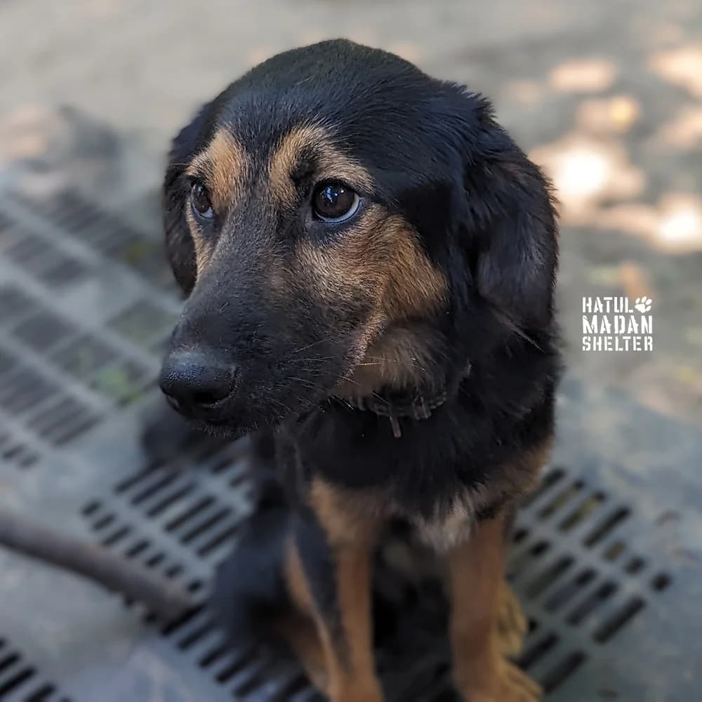 Sobaka Pipin, 1 rik 3 misyatsi (Собака Піпін, 1 рік 3 місяці),  Mixed Breed for adoption at Hatul Madan Animal Shelter