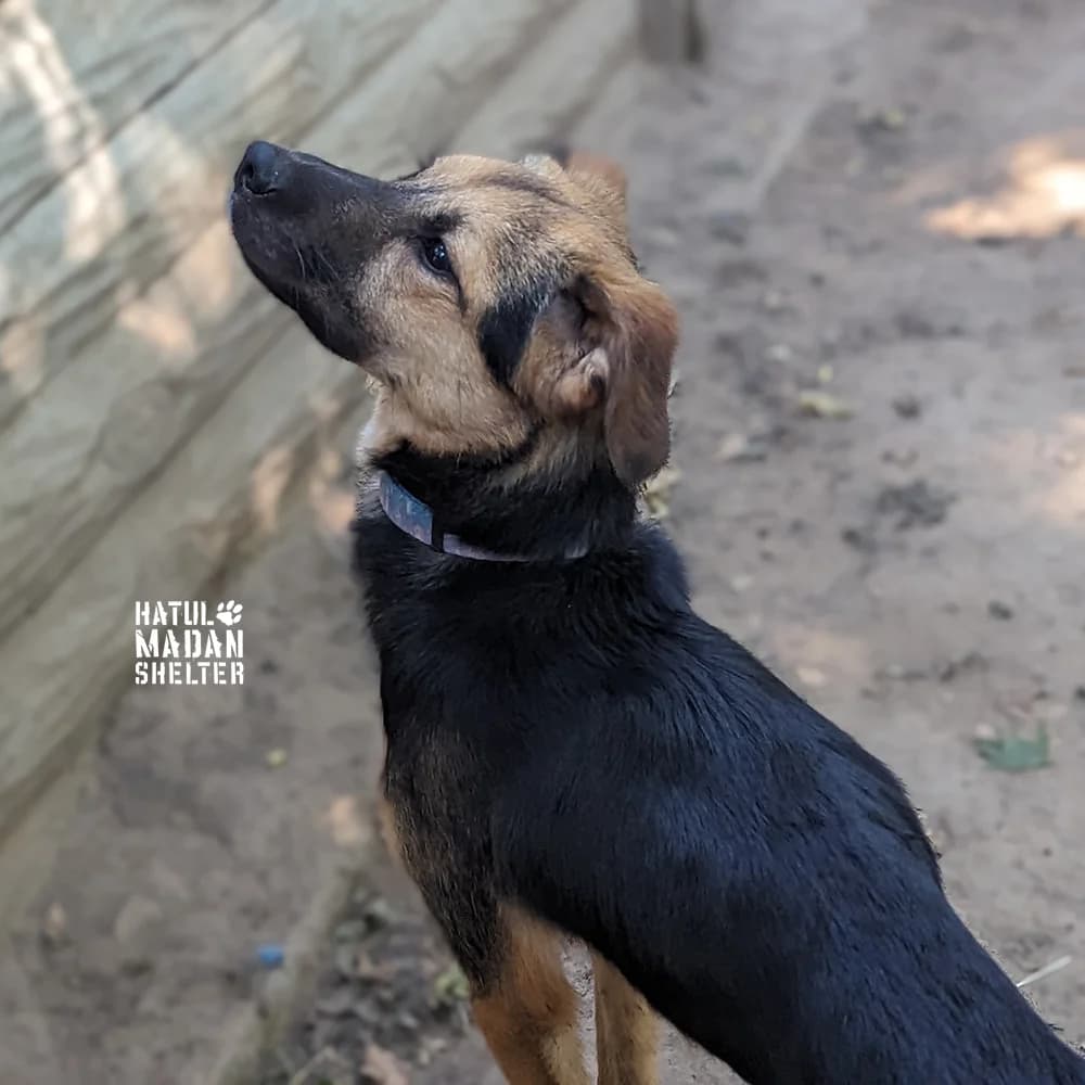 Sobaka Puska, 1 rik 3 misyatsi (Собака Пуська, 1 рік 3 місяці),  Mixed Breed for adoption at Hatul Madan Animal Shelter