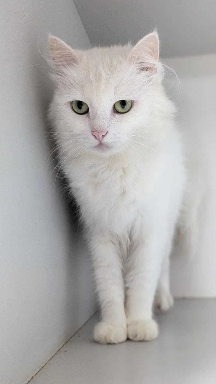 Kishka Pusya (Кішка Пуся), female Mixed Breed for adoption at Hatul Madan Animal Shelter