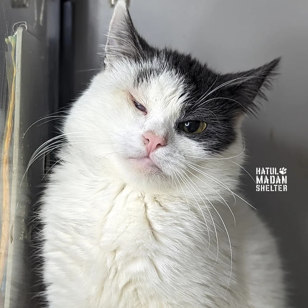 Sartr (Сартр),  6yo Mixed Breed for adoption at Hatul Madan Animal Shelter