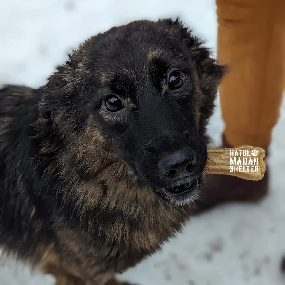 Shtorm (Шторм), male 5yo Mixed Breed for adoption at Hatul Madan Animal Shelter
