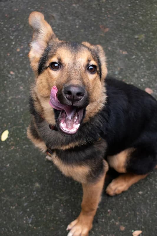 Sobaka Baronessa, 1.5 roki (Собака Баронесса, 1.5 роки),  Mixed Breed for adoption at Hatul Madan Animal Shelter