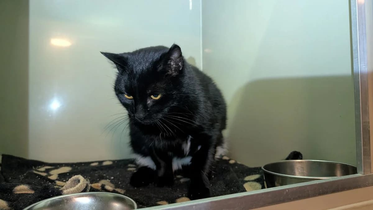 Burbon (Бурбон), female 3yo Mixed Breed for adoption at Hatul Madan Animal Shelter