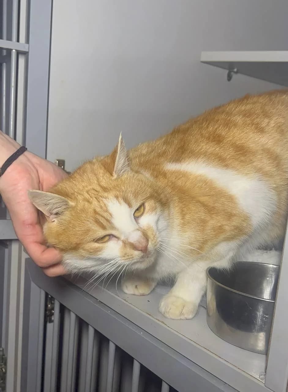 Chedder (Чеддер), male 3yo Mixed Breed for adoption at Hatul Madan Animal Shelter