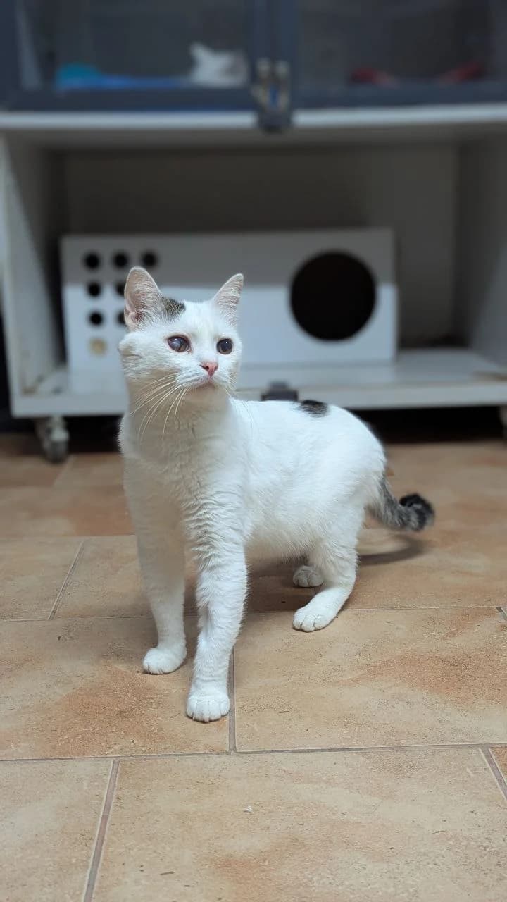 Kuzya (Кузя), male 6yo Mixed Breed for adoption at Hatul Madan Animal Shelter