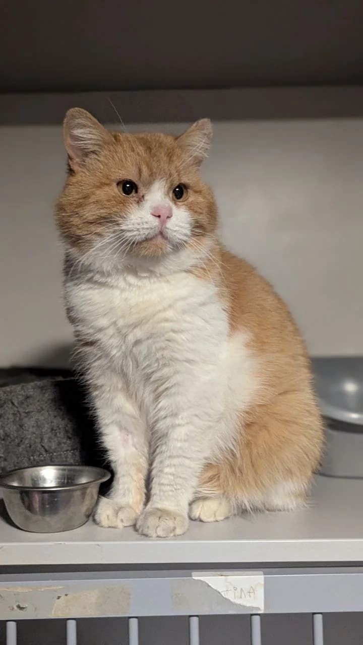 Naftalin (Нафталін), male 3yo Mixed Breed for adoption at Hatul Madan Animal Shelter