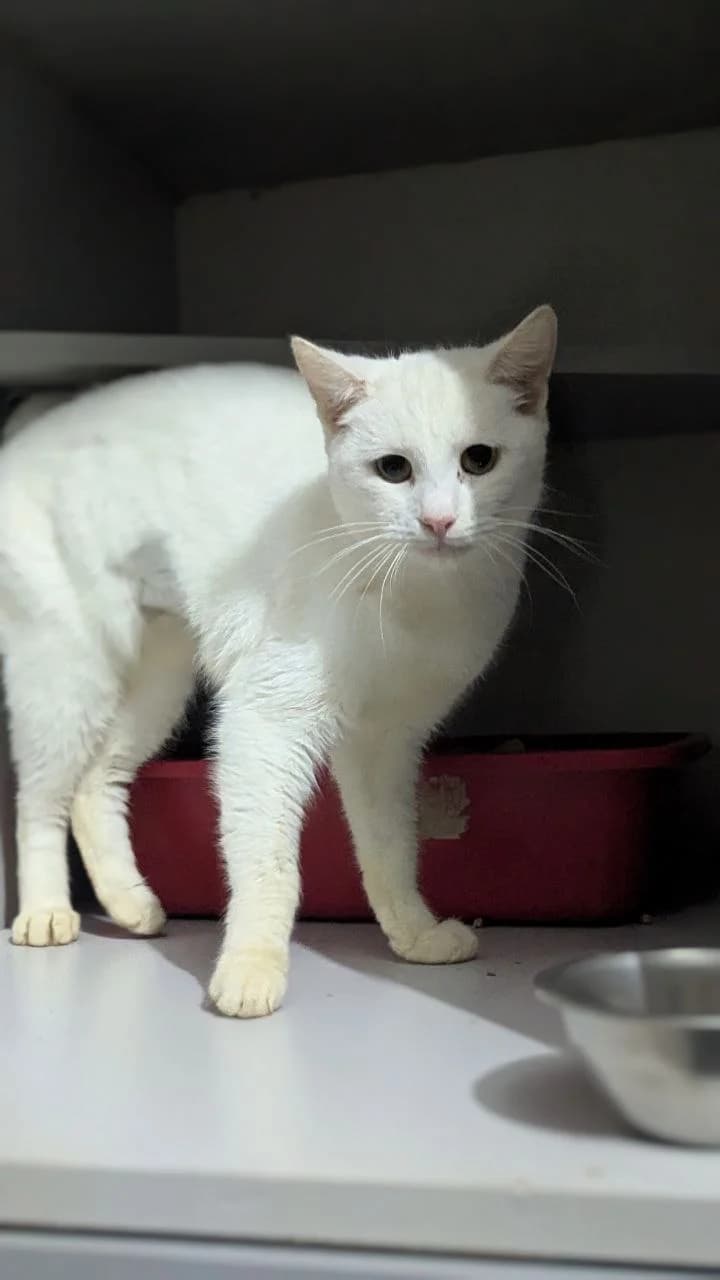 Nyusha (Нюша), female young Mixed Breed for adoption at Hatul Madan Animal Shelter