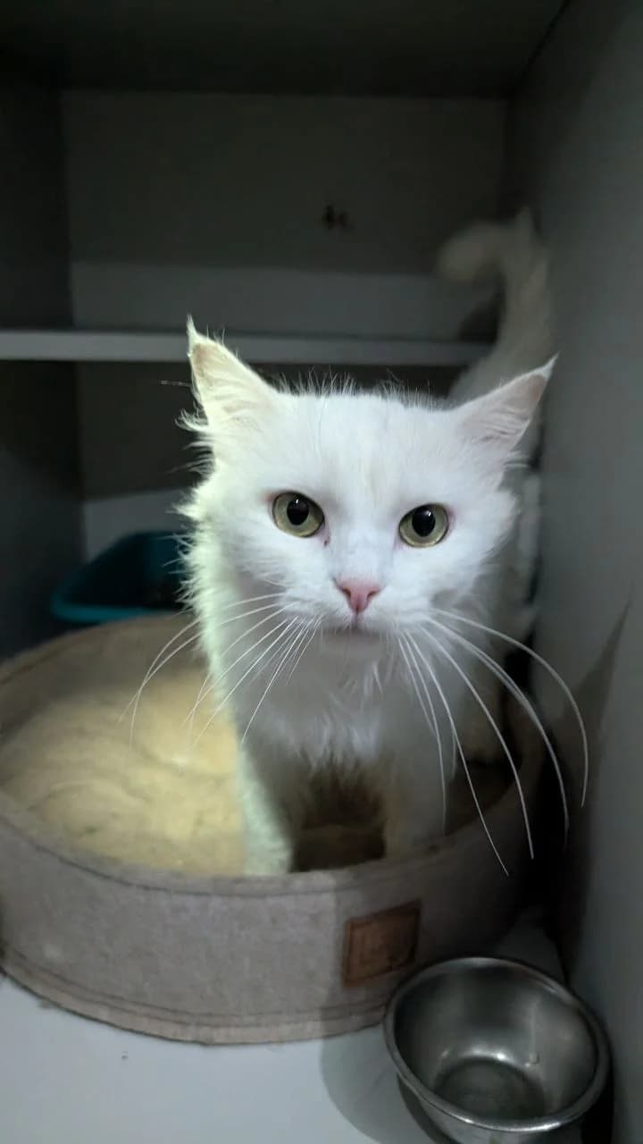 Perlinka (Перлинка), female young Mixed Breed for adoption at Hatul Madan Animal Shelter