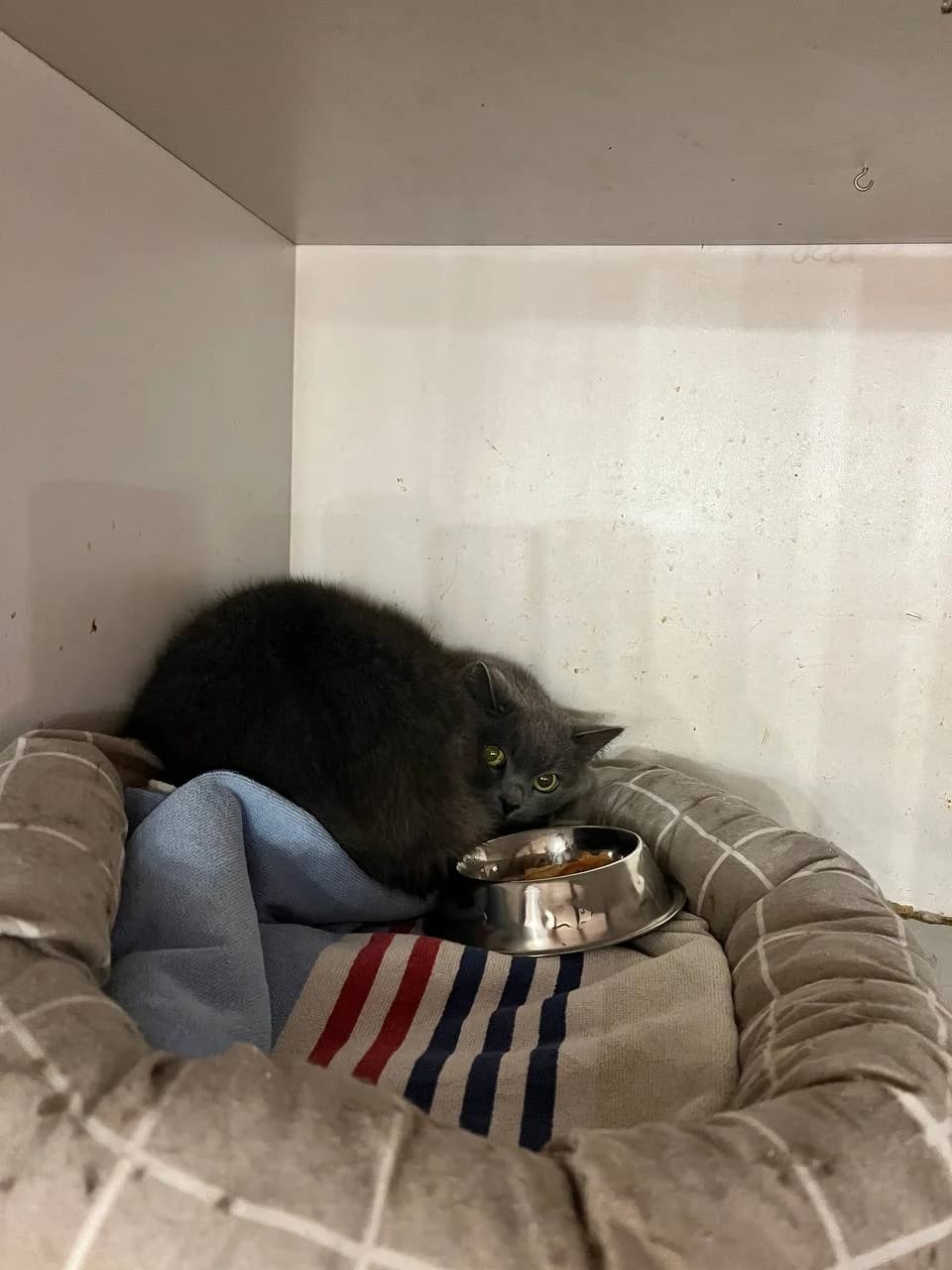 Plyushka (Плюшка), female senior Mixed Breed for adoption at Hatul Madan Animal Shelter