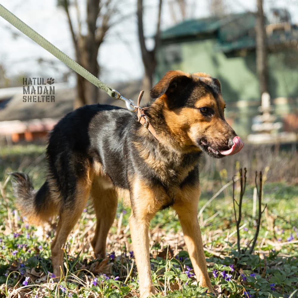 Sobaka Gegel, 1.5 roki (Собака Гегель, 1.5 роки),  Mixed Breed for adoption at Hatul Madan Animal Shelter