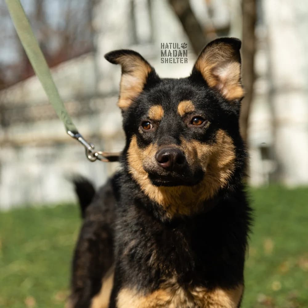 Sobaka Kant, 1 rik 8 misyatsiv (Собака Кант, 1 рік 8 місяців),  Mixed Breed for adoption at Hatul Madan Animal Shelter