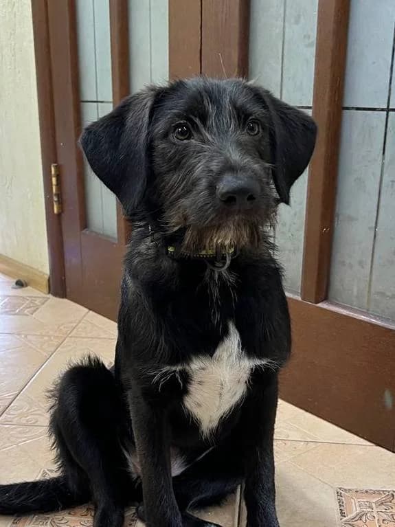 Sobaka Keysi, 1.5 roki (Собака Кейсі, 1.5 роки),  Mixed Breed for adoption at Hatul Madan Animal Shelter