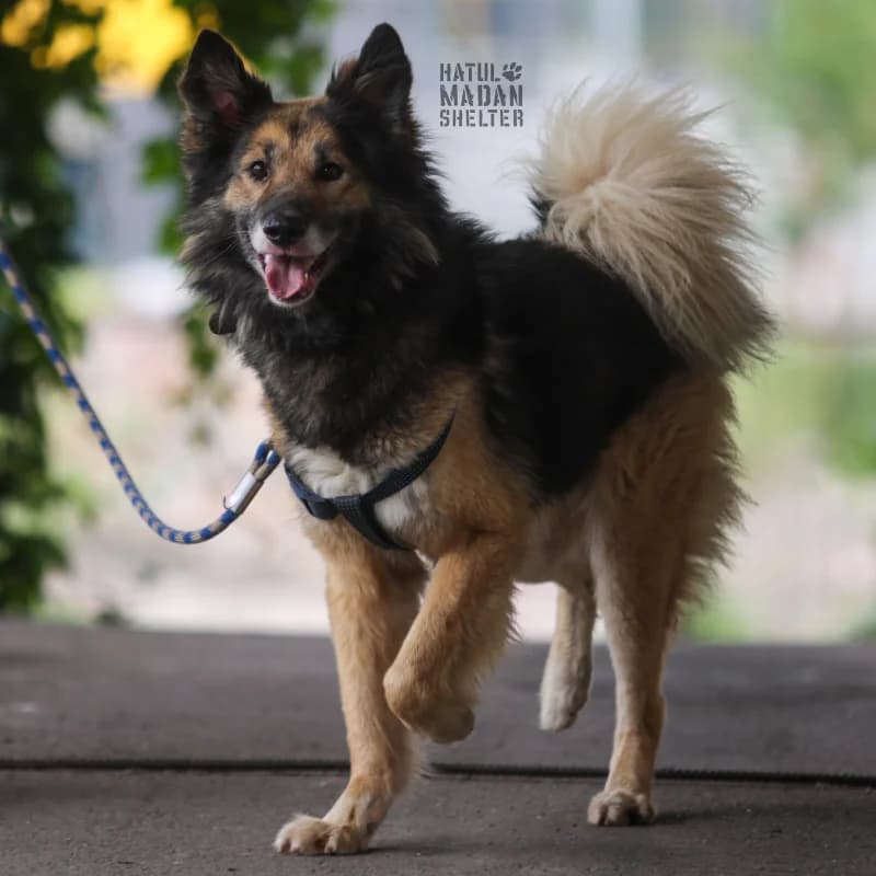 Sobaka Mokhito, 4 roki (Собака Мохіто, 4 роки),  Mixed Breed for adoption at Hatul Madan Animal Shelter