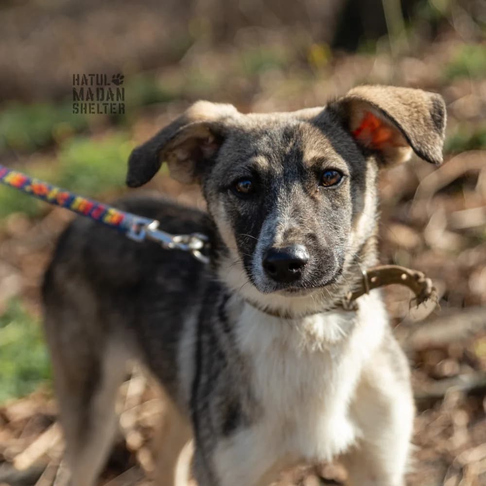 Sobaka Serzhant, menshe roku (Собака Сержант, менше року),  Mixed Breed for adoption at Hatul Madan Animal Shelter