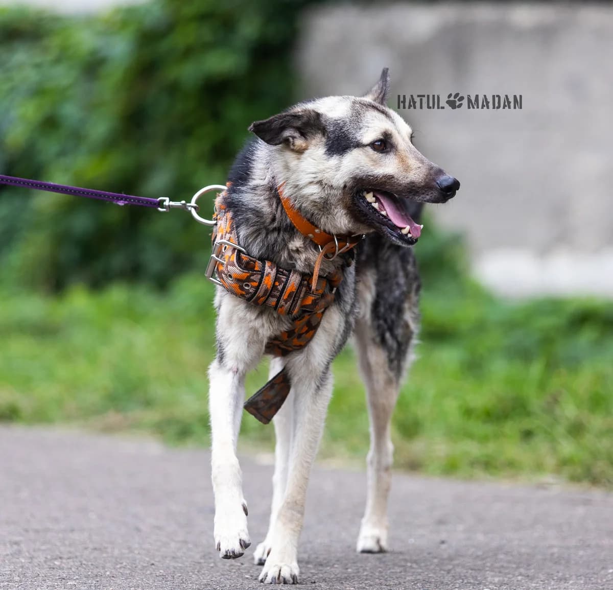 Sobaka Shaytan, 8 rokiv (Собака Шайтан, 8 років),  Mixed Breed for adoption at Hatul Madan Animal Shelter