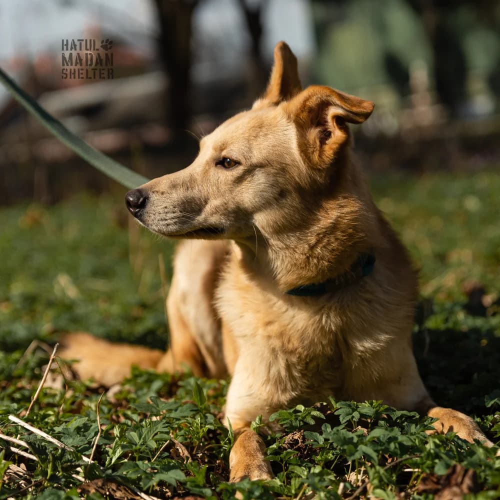 Sobaka Yung, 8 misyatsiv (Собака Юнг, 8 місяців),  Mixed Breed for adoption at Hatul Madan Animal Shelter