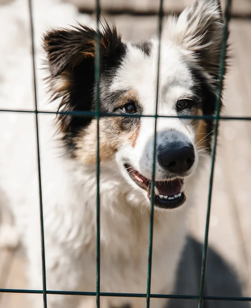 Abur (Абур), 4yo Mixed Breed for adoption at Hostomel Animal Shelter