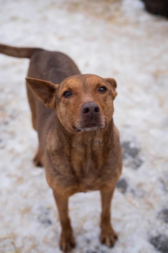 Kora (Кора), 3yo Mixed Breed for adoption at Hostomel Animal Shelter