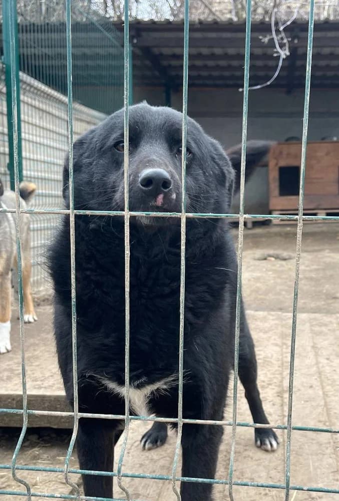 Lina (Ліна), 3yo Mixed Breed for adoption at Hostomel Animal Shelter