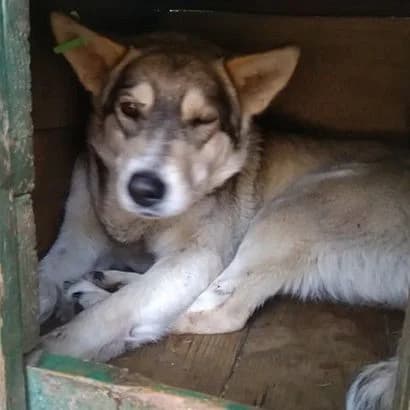 Liska (Лиска),  Mixed Breed for adoption at КП Ласка