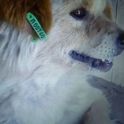 Ashot (Ашот),  Mixed Breed for adoption at КП Ласка