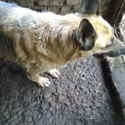 Alta (Альта), Mixed Breed for adoption at КП Ласка
