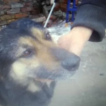 Elis (Еліс),  Mixed Breed for adoption at КП Ласка