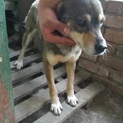 Anton (Антон),  Mixed Breed for adoption at КП Ласка