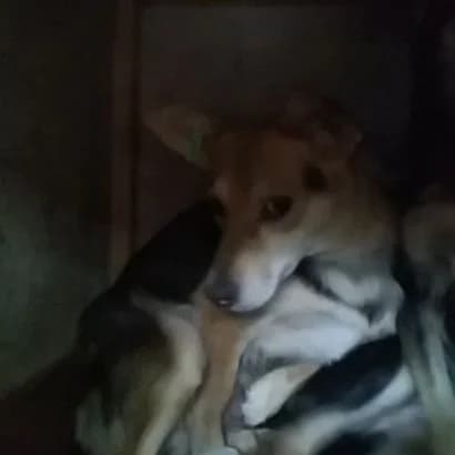 Nensi (Ненсі),  Mixed Breed for adoption at КП Ласка