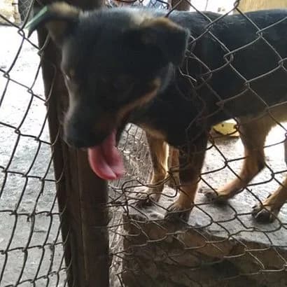 Luyiza (Луїза),  Mixed Breed for adoption at КП Ласка